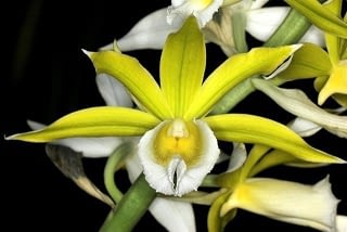 Phaius bernaysii - Yellow Swamp Orchid
